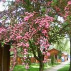 Hotel Termálkristály Aqualand Ráckeve - Medence/kert