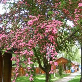 Hotel Termálkristály Aqualand, Ráckeve - Medence/kert