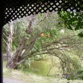 Zichy Park Hotel Bikács - Medence/kert