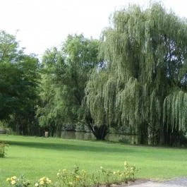 Zichy Park Hotel Bikács - Medence/kert