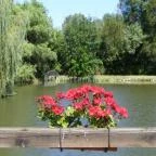 Zichy Park Hotel Bikács - Medence/kert