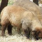 Zichy Park Hotel Bikács - Egyéb