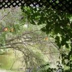 Zichy Park Hotel Bikács - Medence/kert