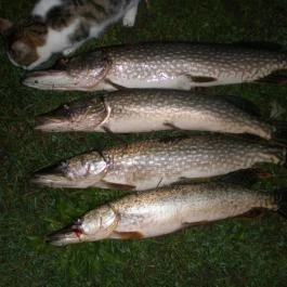 Süllőfészek Apartman Tiszafüred - Egyéb