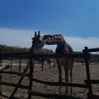 Richter Safari Park Nagykőrös - Külső kép
