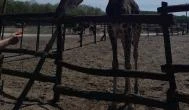 Richter Safari Park, Nagykőrös