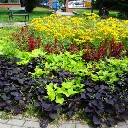 Fióka, Budapest - Egyéb