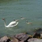 Hotel Azúr Siófok - Egyéb