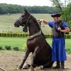 Lázár Lovaspark Domonyvölgy - Egyéb