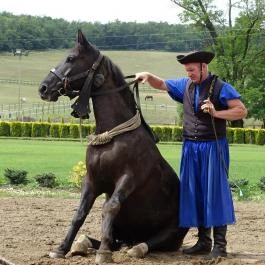 Lázár Lovaspark , Domonyvölgy - Egyéb