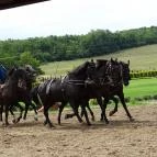 Lázár Lovaspark Domonyvölgy - Egyéb