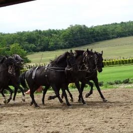 Lázár Lovaspark , Domonyvölgy - Egyéb
