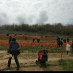 Kőröshegyi Tulipánszüret Kőröshegy - Külső kép