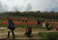 Kőröshegyi Tulipánszüret Kőröshegy