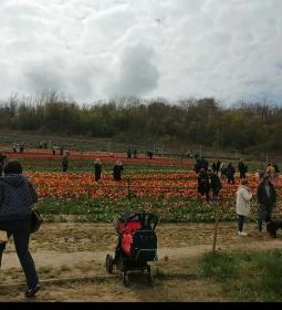 Kőröshegyi Tulipánszüret