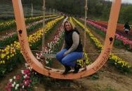 Kőröshegyi Tulipánszüret Kőröshegy