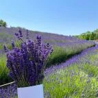 Kőröshegyi Tulipánszüret Kőröshegy - Külső kép