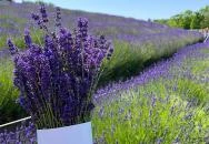 Kőröshegyi Tulipánszüret Kőröshegy