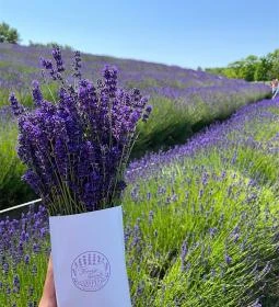 Kőröshegyi Tulipánszüret