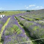 Kőröshegyi Tulipánszüret Kőröshegy - Külső kép