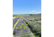 Kőröshegyi Tulipánszüret Kőröshegy