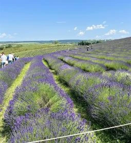 Kőröshegyi Tulipánszüret