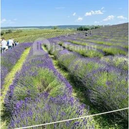 Kőröshegyi Tulipánszüret Kőröshegy - Külső kép
