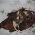 Sült Halak (Taverna Étterem) Tokaj - Étel/ital