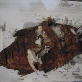 Sült Halak (Taverna Étterem) Tokaj - Étel/ital