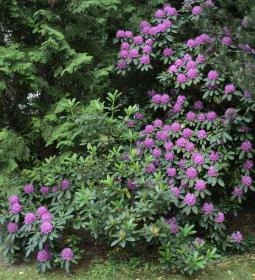 Erdőfénye Kastély Szálló