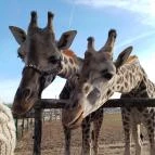 Richter Safari Park Nagykőrös - Egyéb
