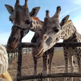 Richter Safari Park Nagykőrös - Egyéb