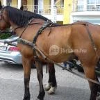 Venus Hotel Zalakaros - Egyéb