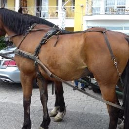 Venus Hotel Zalakaros - Egyéb