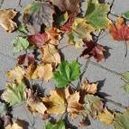 Aquincumi Múzeum és Régészeti Park Budapest - Egyéb