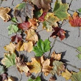 Aquincumi Múzeum és Régészeti Park Budapest - Egyéb