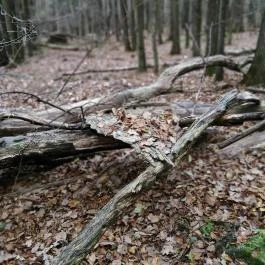 Báró Eötvös Loránd Turistaház Dobogókő - Egyéb