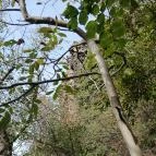 Bujdosók lépcsője Badacsonytördemic - Egyéb