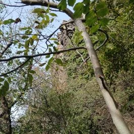 Bujdosók lépcsője, Badacsonytördemic - Egyéb