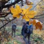 Bükkös-patak tanösvény Szentendre - Egyéb