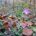 Bükkös-patak tanösvény Szentendre - Egyéb