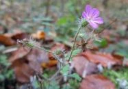 Bükkös-patak tanösvény Szentendre Bükkös-patak tanösvény Szentendre