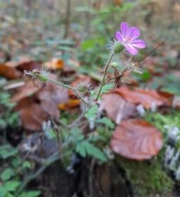 Bükkös-patak tanösvény