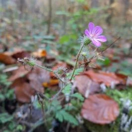 Bükkös-patak tanösvény, Szentendre - Egyéb