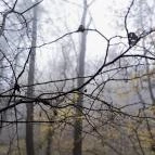 Bükkös-patak tanösvény Szentendre - Egyéb