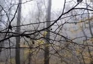 Bükkös-patak tanösvény Szentendre Bükkös-patak tanösvény Szentendre