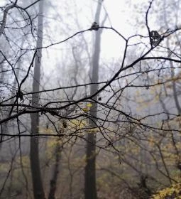 Bükkös-patak tanösvény