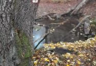 Bükkös-patak tanösvény Szentendre Bükkös-patak tanösvény Szentendre