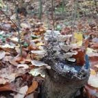 Bükkös-patak tanösvény Szentendre - Egyéb