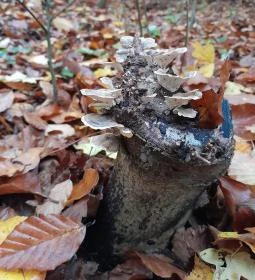 Bükkös-patak tanösvény